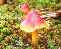 MUSHROOMS AND IMMUNITY