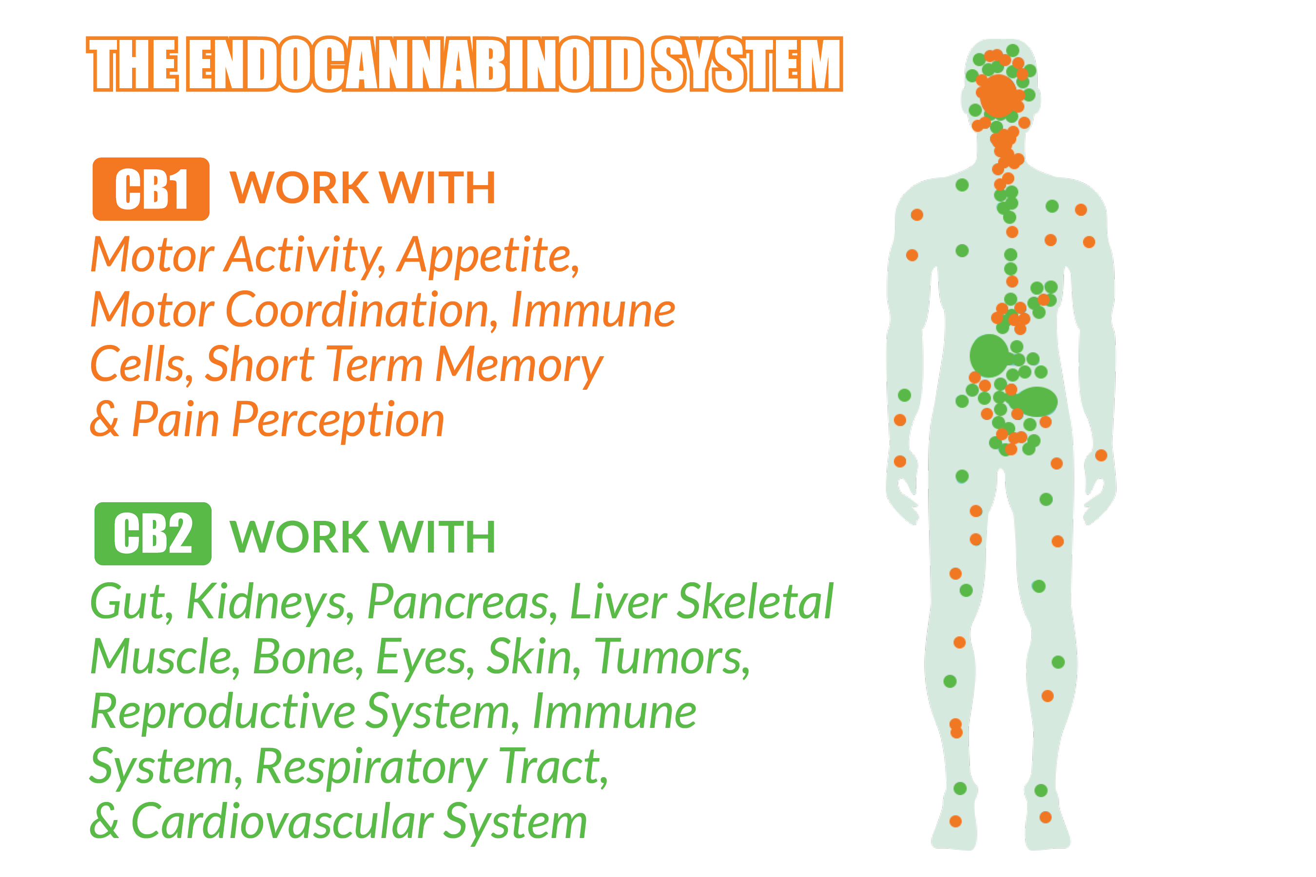 CBD AND HEALTH – Shroomspa